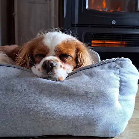 Dobre Katy Caloroczne *