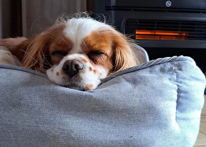 Dobre Katy Caloroczne *